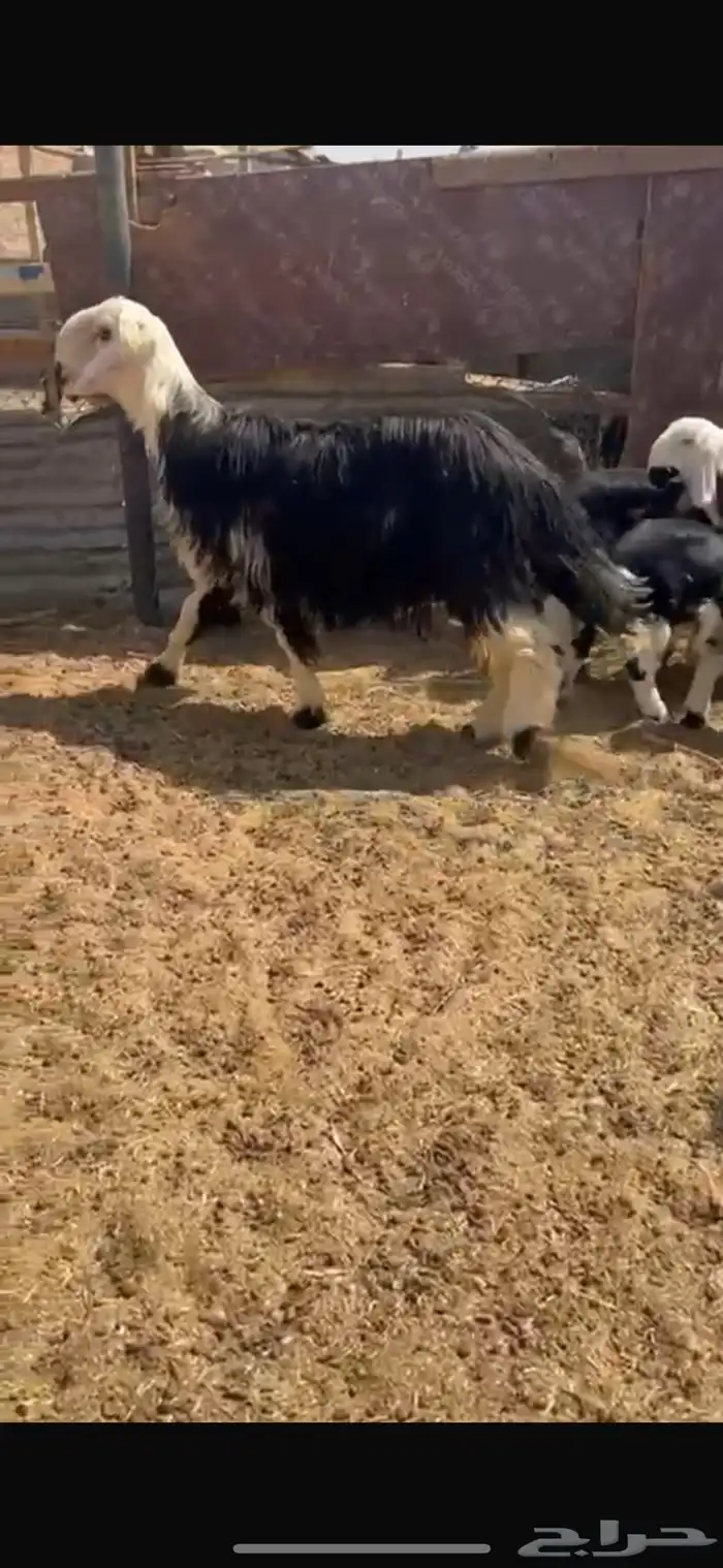 فحل نجدي صنف 1