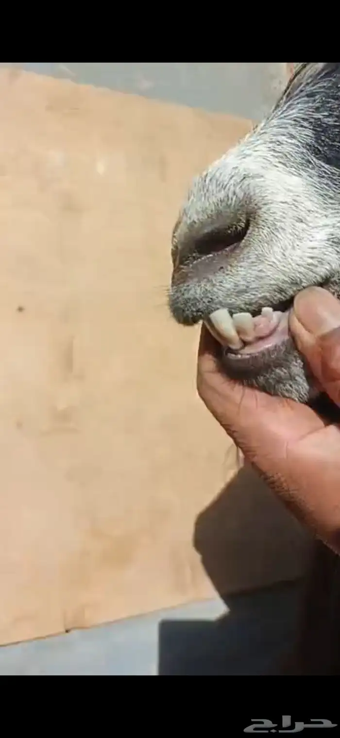 عنز عارضيه صنف و جرم و توها شاقه رباع 8