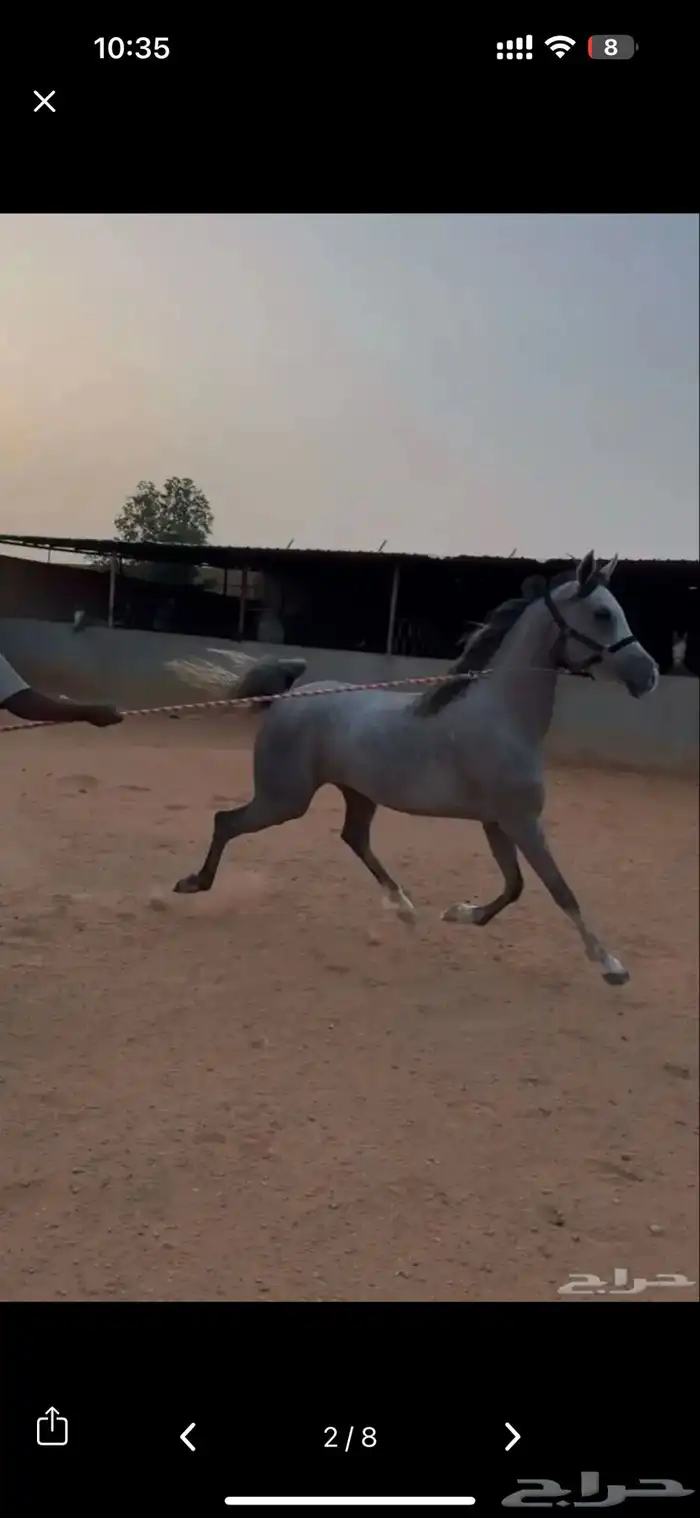 فرس شعبية 3