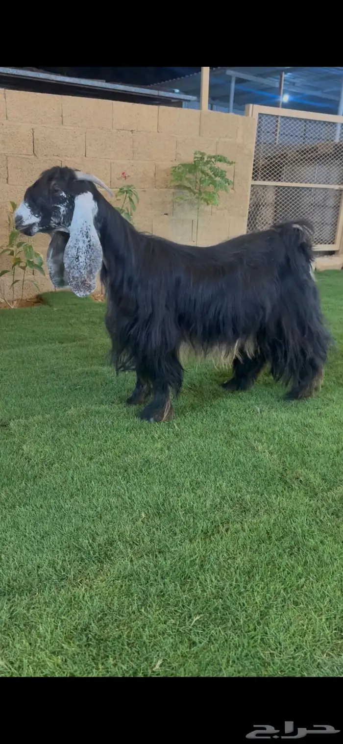 للبيع عنز عارضيه 0