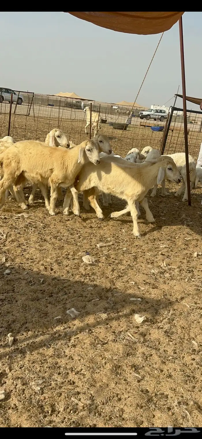 غنم خلفات عددها 17 وتحتها 16 بالفحل 4