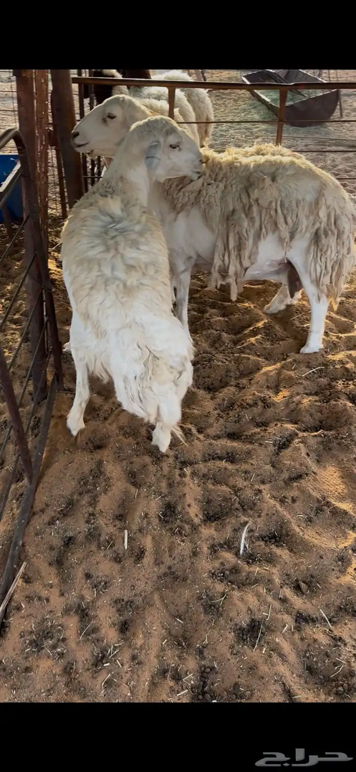 شياه حريات 2