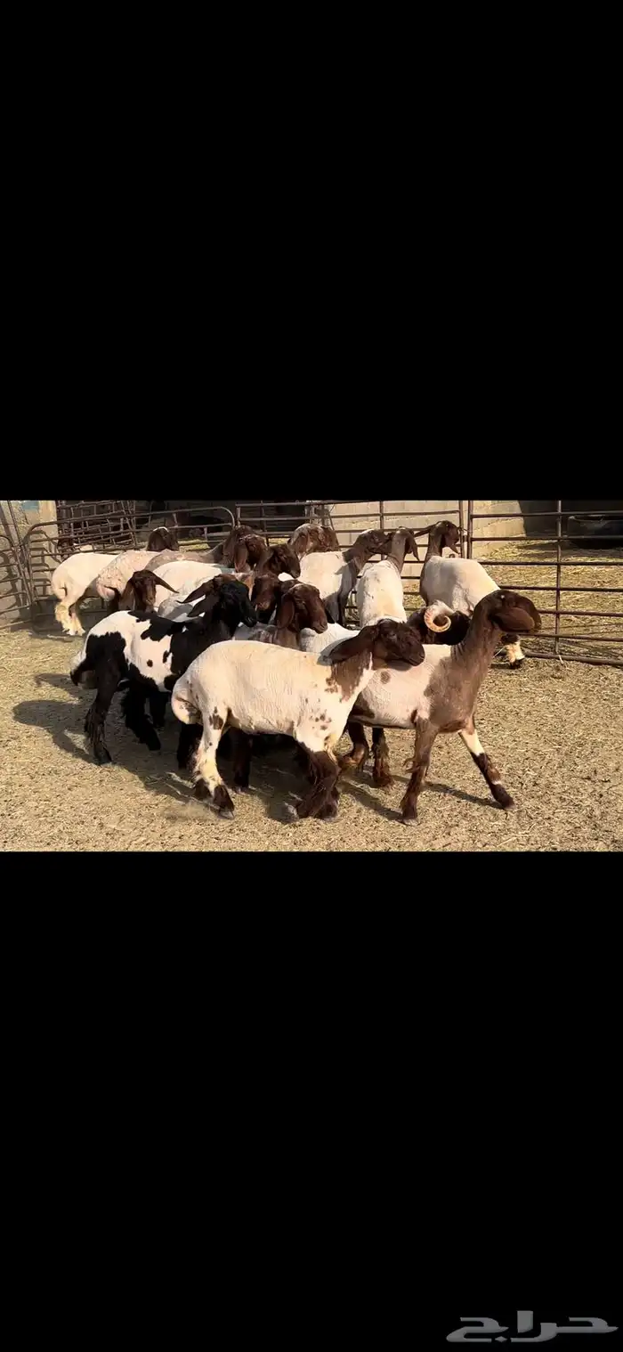 جذعات نعيم صنف الصنف . 9