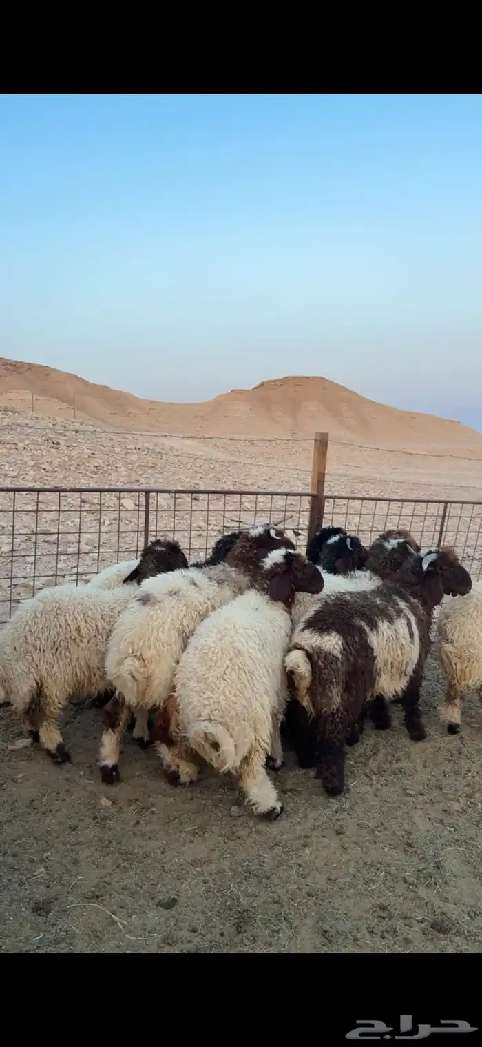 طليان نعيمي هرافى بلدي شرط 2