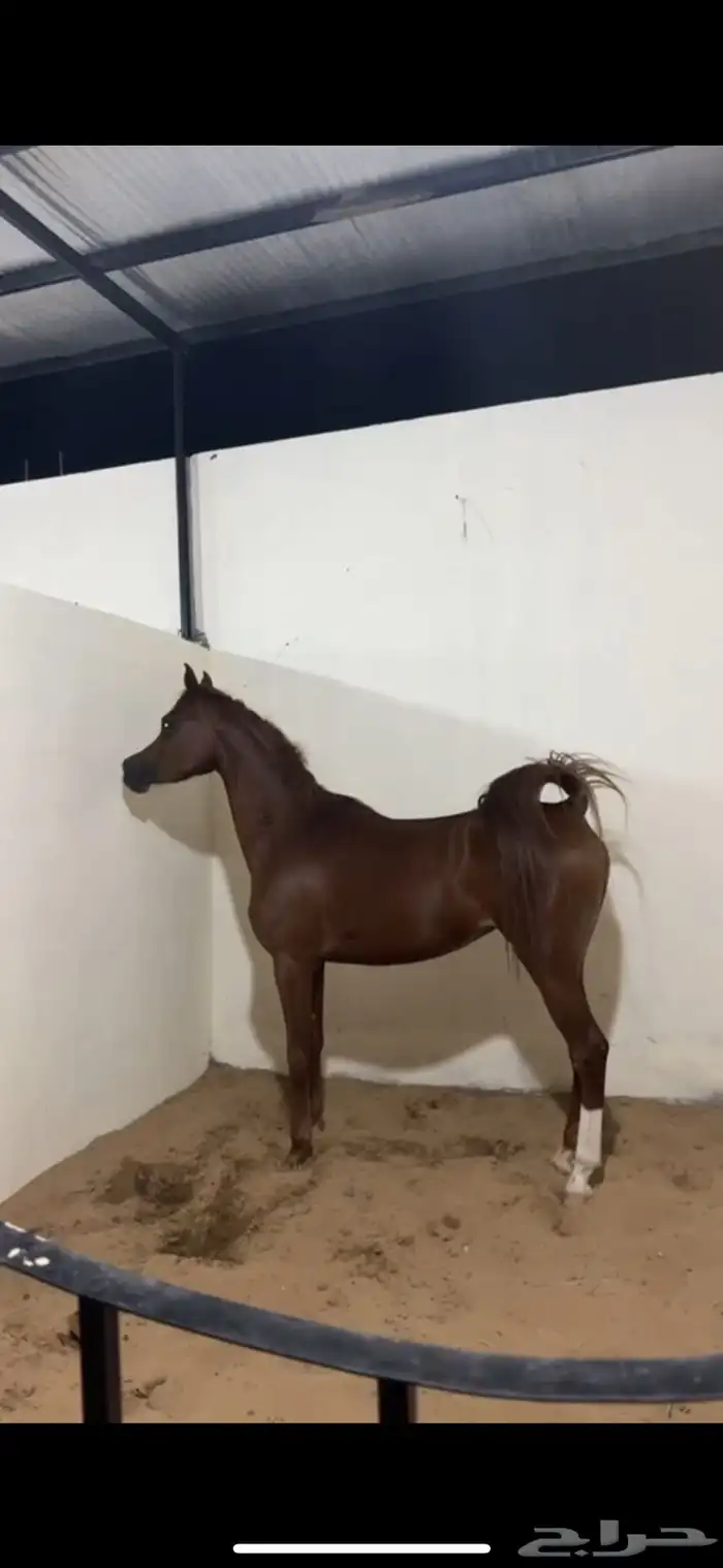 فرس بطلة بنت ابطال 3