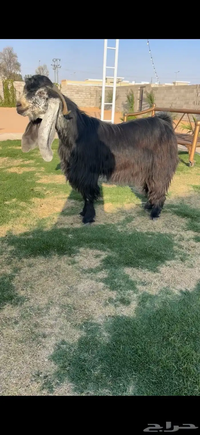 فحل عارضي خصم الخصم تممم البيع 0