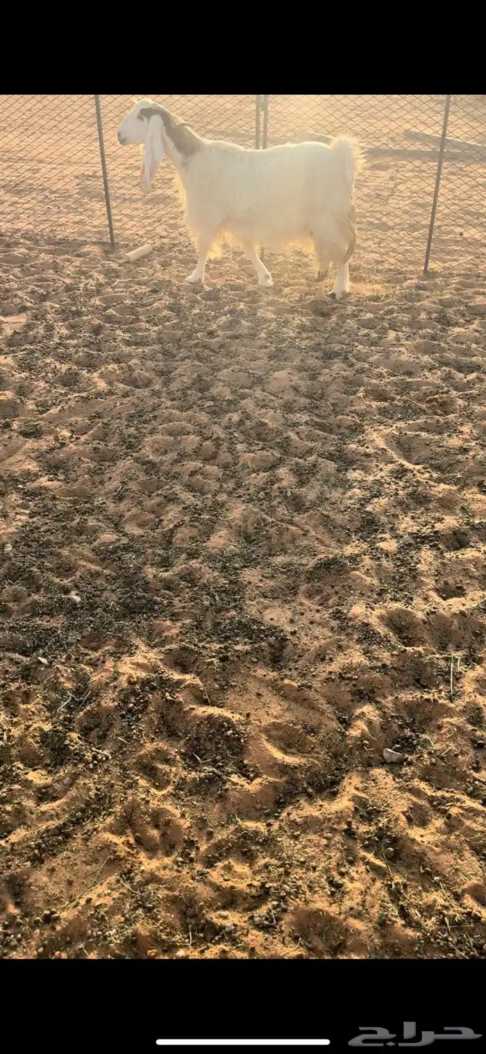 عنز مصريه والد 0
