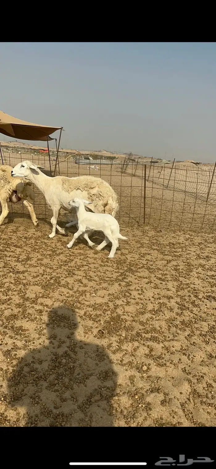 غنم خلفات عددها 17 وتحتها 16 بالفحل 1