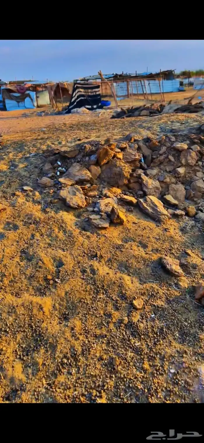 في الجله سماد غنم مخلوط بدجاج معتق 3