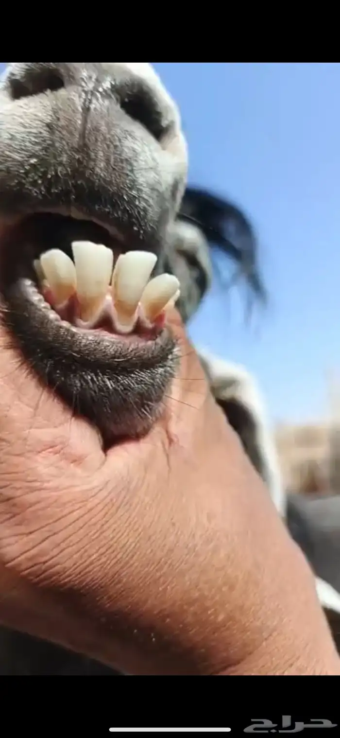 عنز عارضيه صنف و جرم و توها شاقه رباع 9