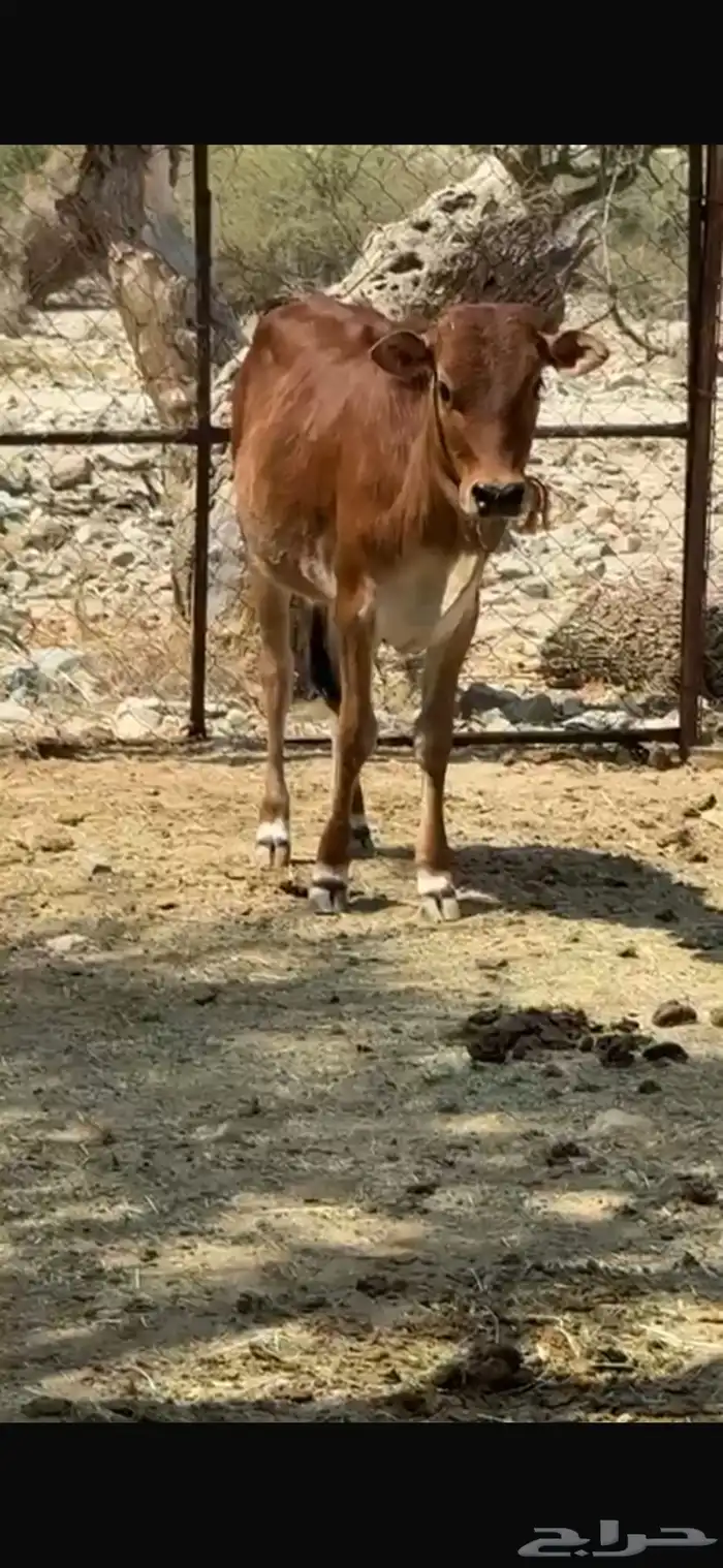 بقر عمرها سنه 3