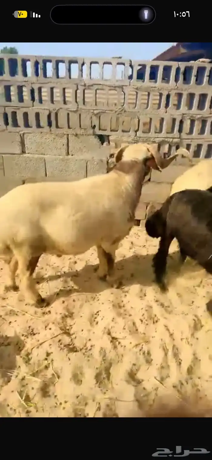 فحل صاف شرط القريع 1