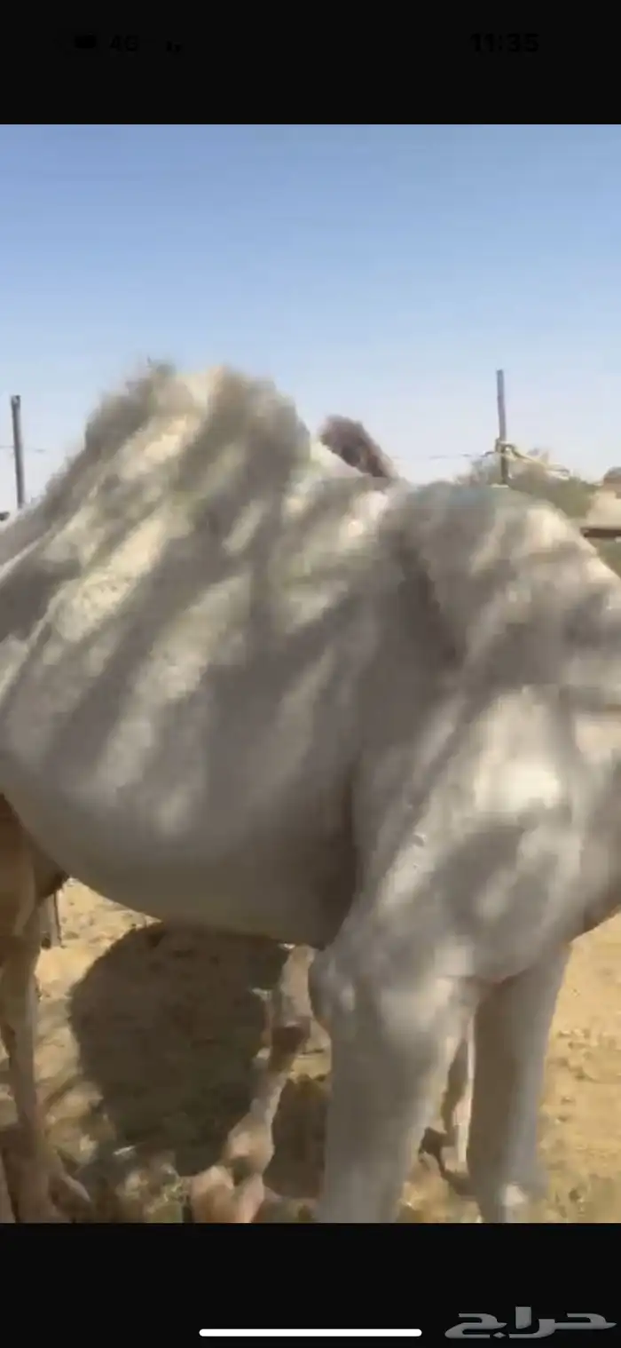 قعودين مفاريد عمارها من سنه. وشهرين تقريبا 2