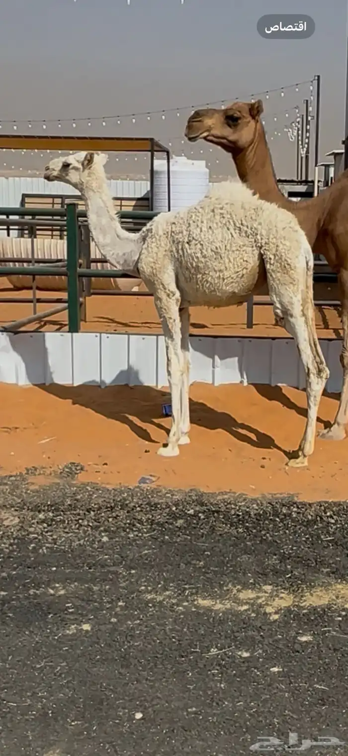 خلفه حدرها بكره وهديه 1
