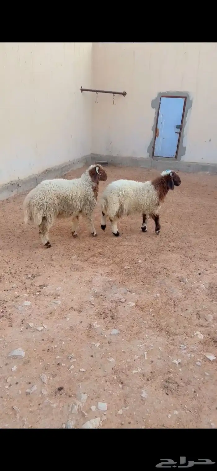 طليان نعيم الريآض الشفاء اي مكان نوصل ذبح باقي اثنين حد1450 0