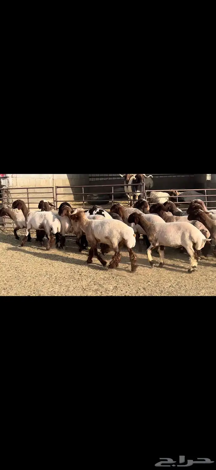 جذعات نعيم صنف الصنف . 16