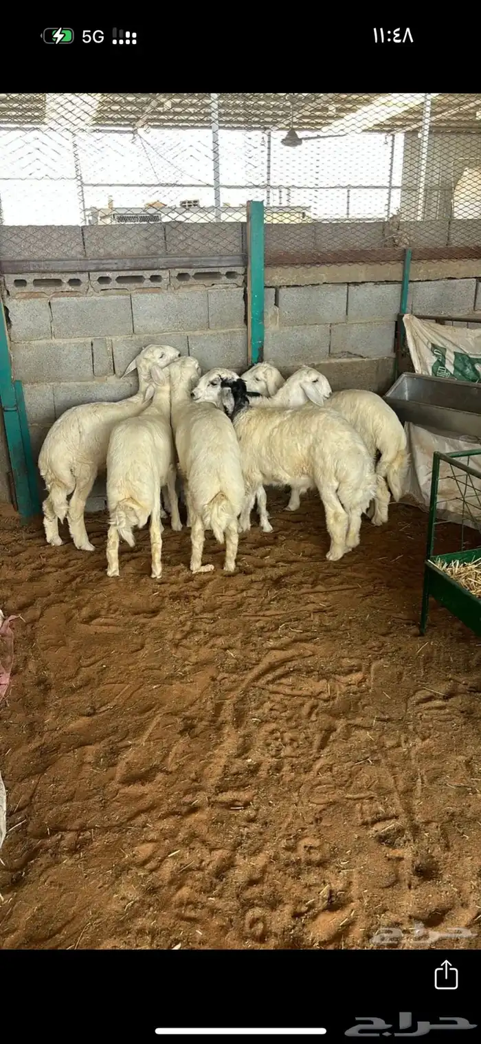 طليان هرفي ثلاج ة ونظيفه ويوجد الصلخ والتوصيل 1