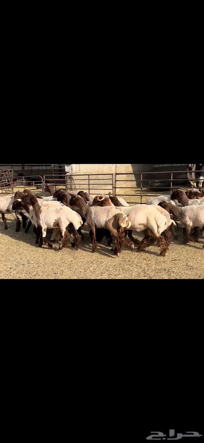جذعات نعيم صنف الصنف . 8