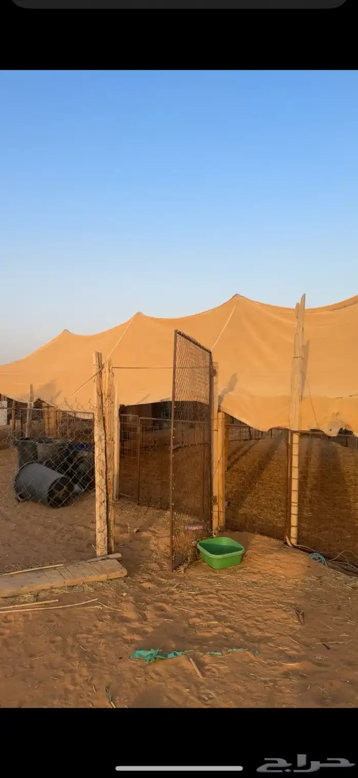 شبوك غنم ومطاره ومعالف 1
