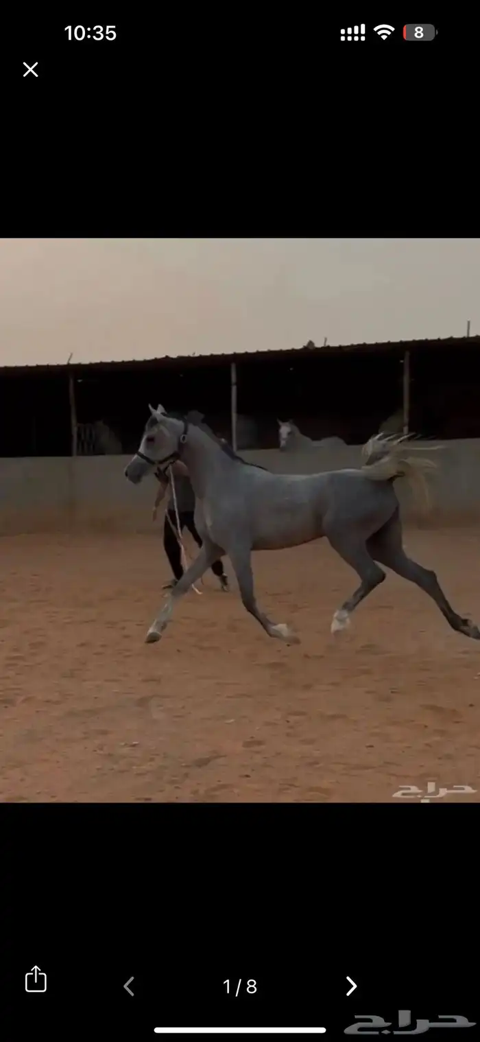 فرس شعبية 2