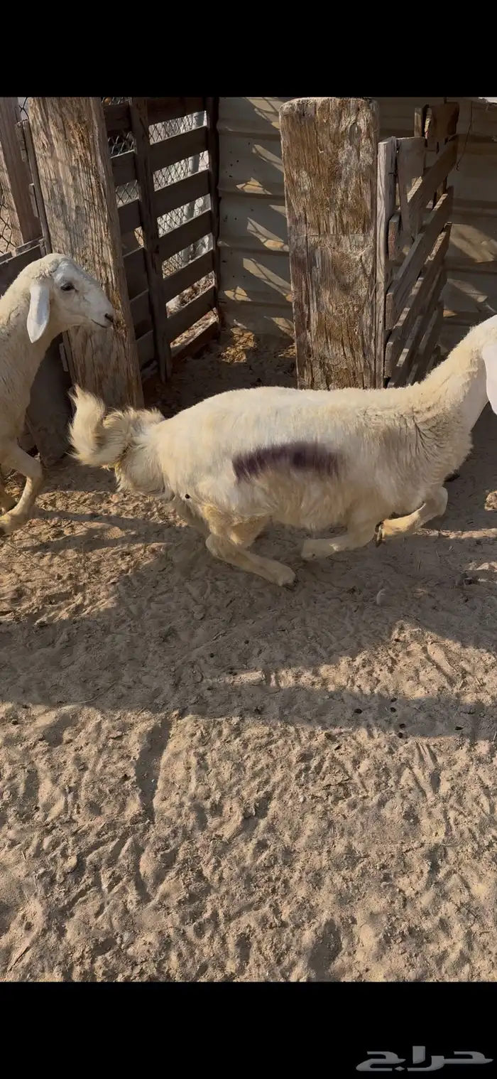 حريات ثلاجة   حفرة مندي   مفاطيح 5