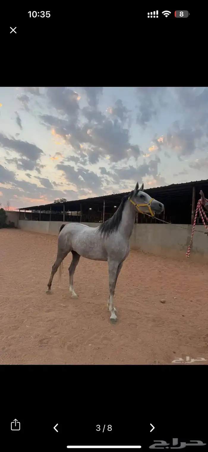 فرس شعبية 1