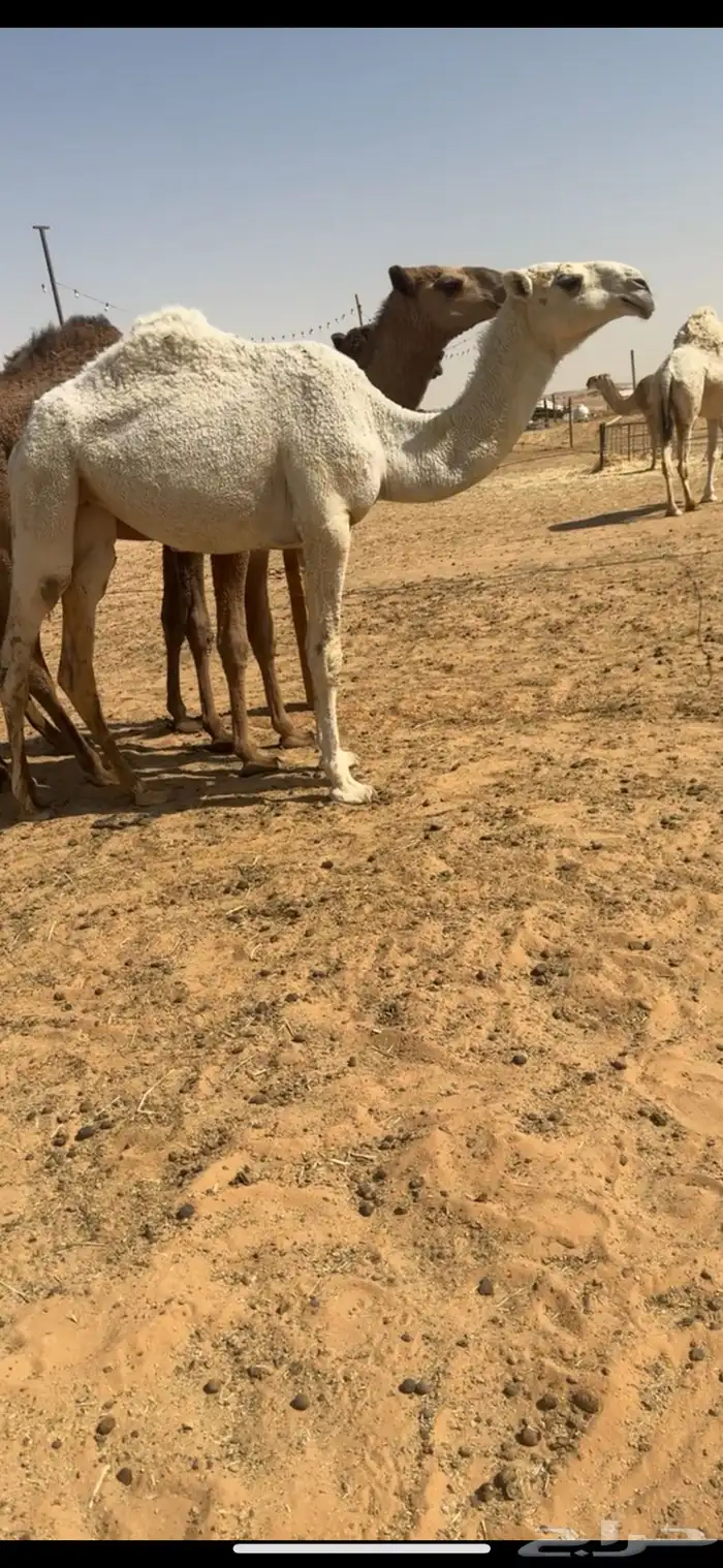 بكره مفروده باتليه على الارخم 5