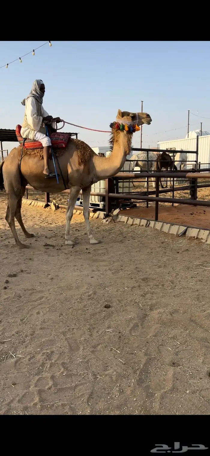 رحول حمرا طيبة 6