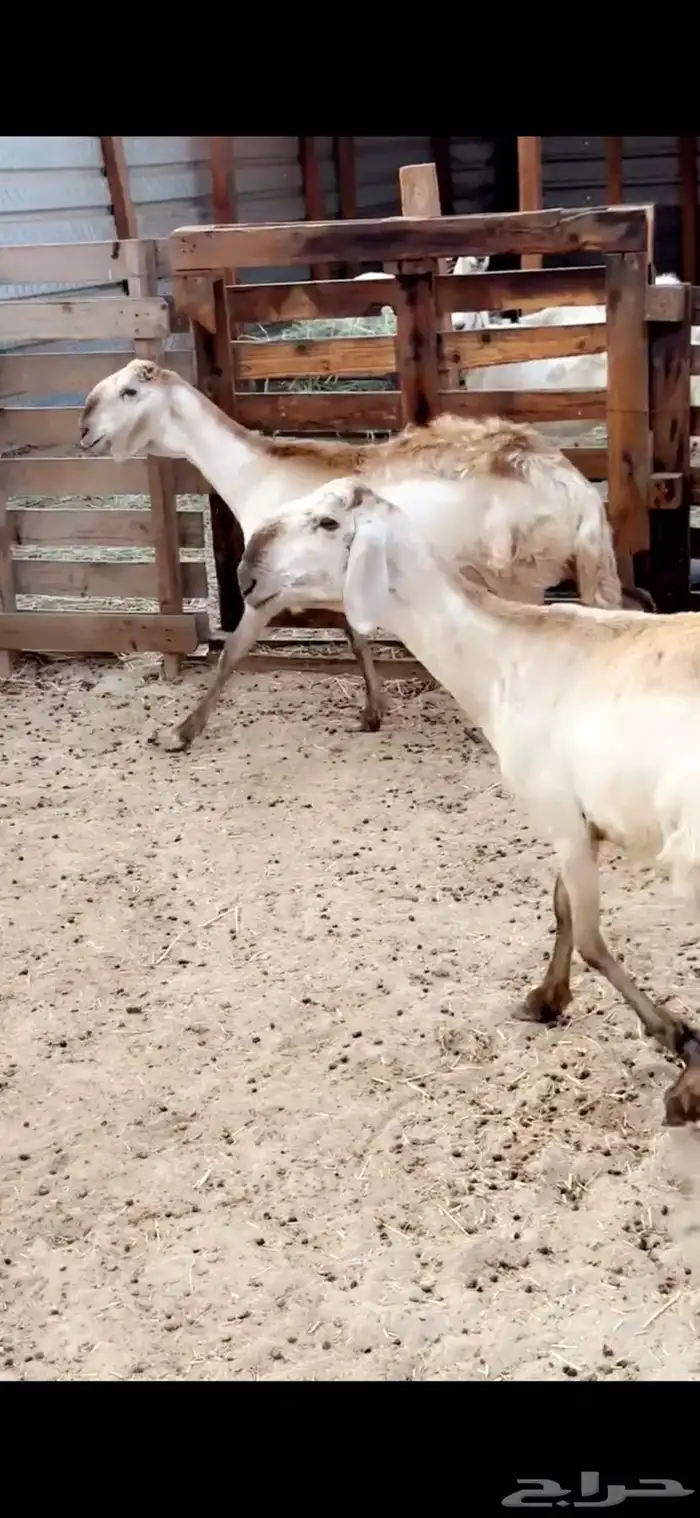 سواكن درمنيات تم البيع 4
