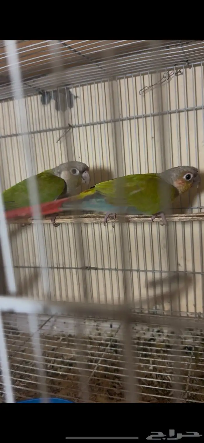 جوز كنيور محلل بشهادات 0