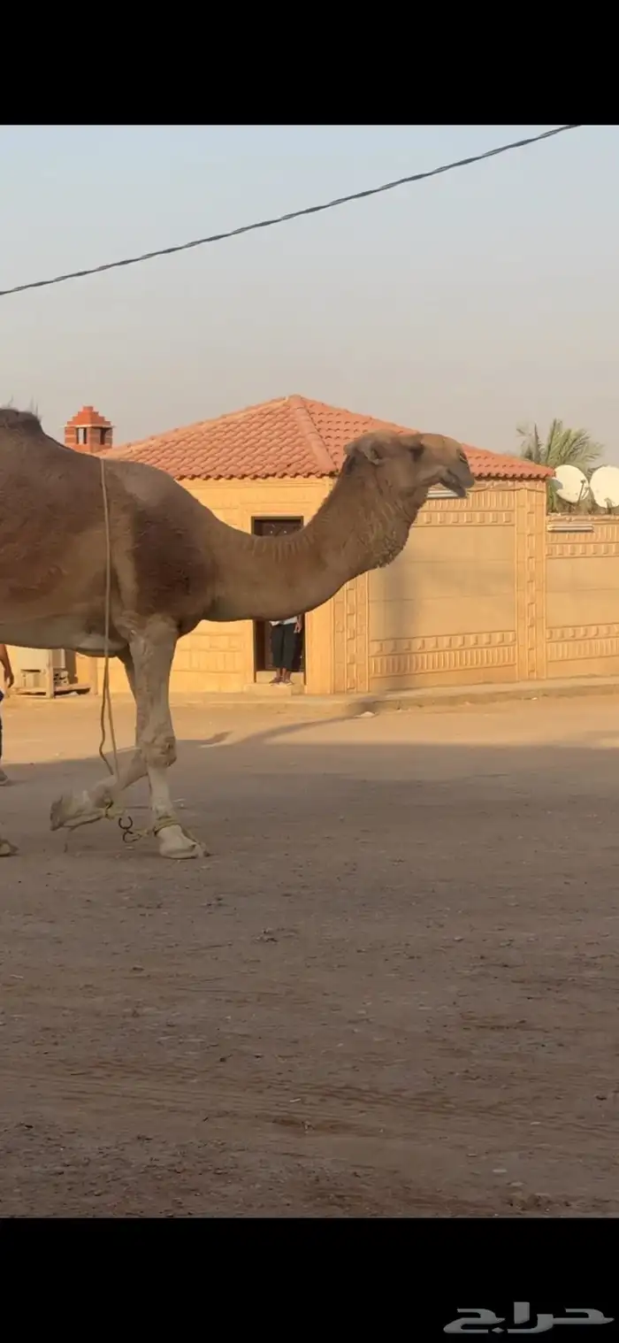 للبيع بعير كفووو على سلمان الفصام 1