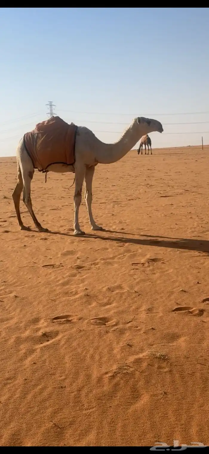 بكره مفروده باتليه على الارخم 2
