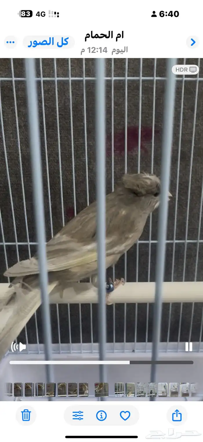 متاح كناري تغريد شرط الموقع القطيف ام الحمام 0
