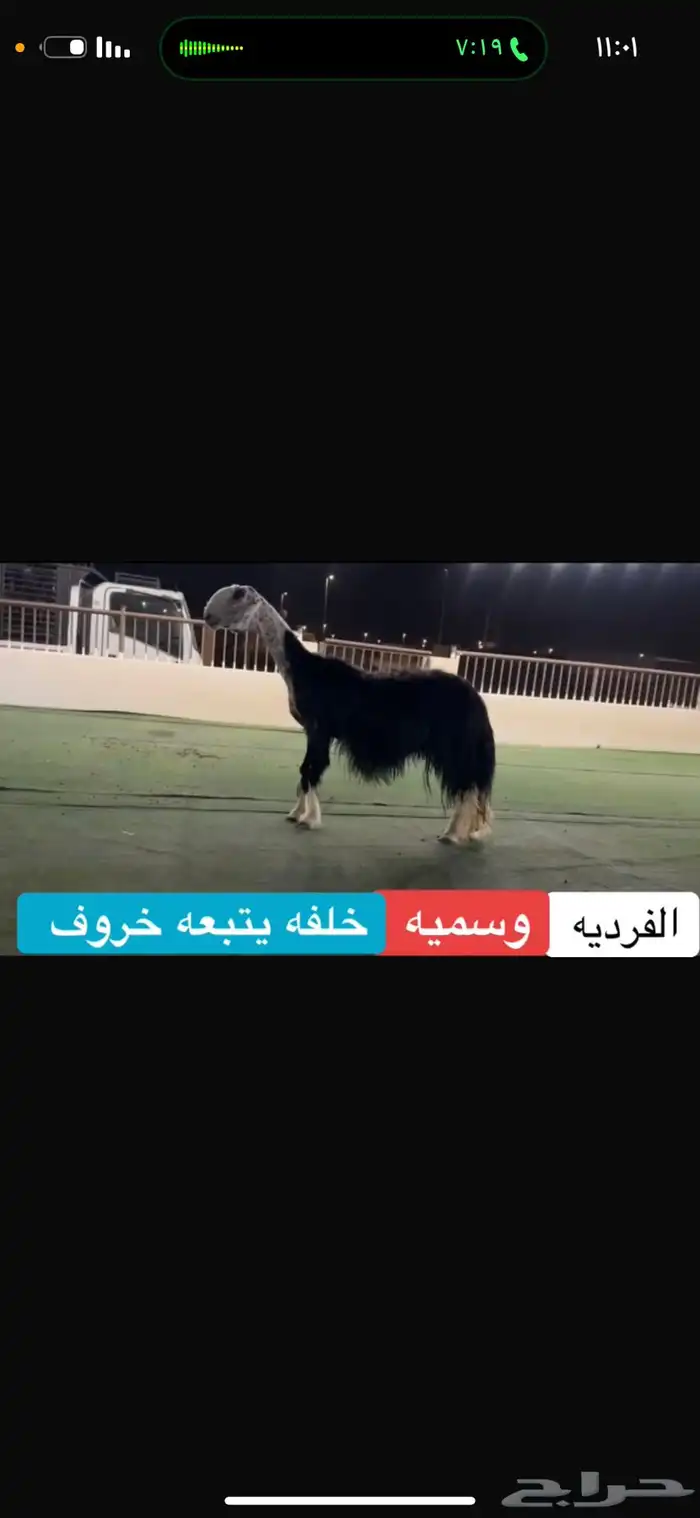 عرض شاه فرديه تحتها خروف 1