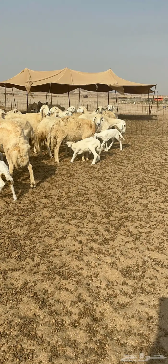 غنم خلفات عددها 17 وتحتها 16 بالفحل 3