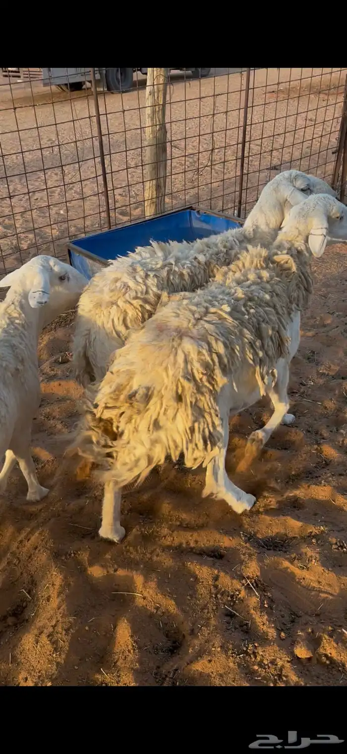 شياه حريات 1
