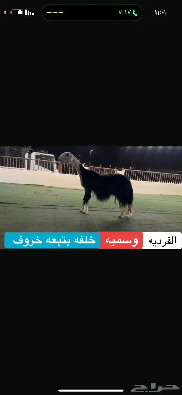 عرض شاه فرديه تحتها خروف 2