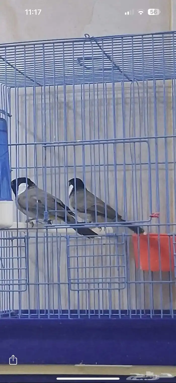 زوج بلابيل للبيع 2