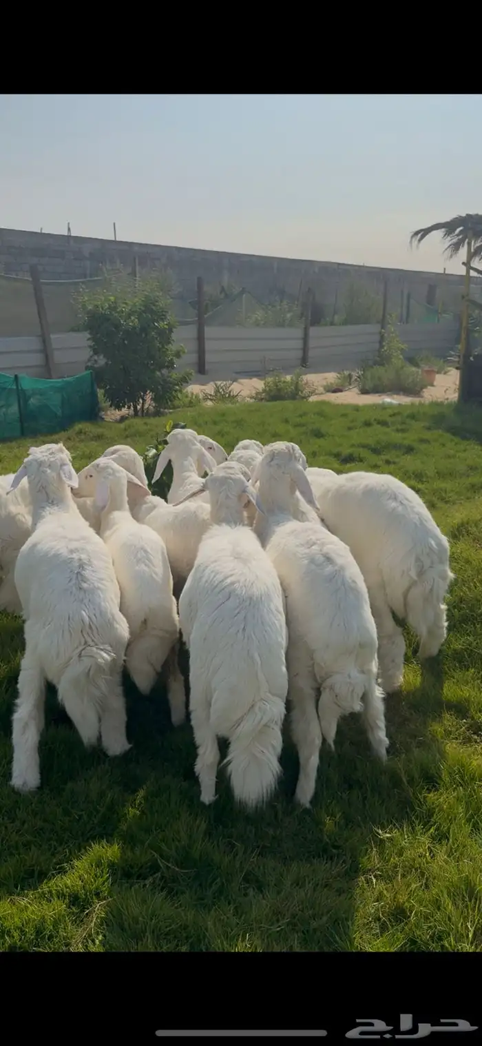 ذبايح حريات فل زبدة نظاف 0