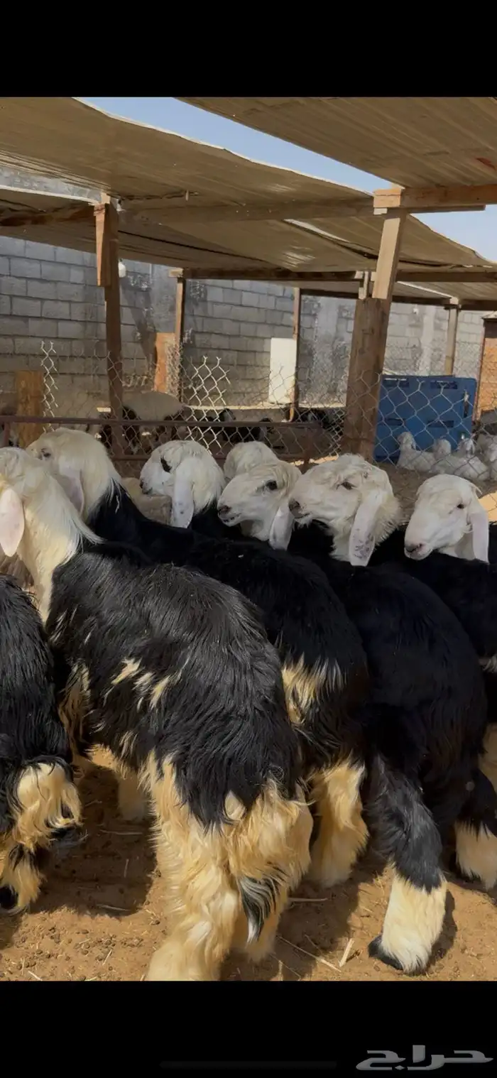 ذبايح نجدي فل نظاف 3