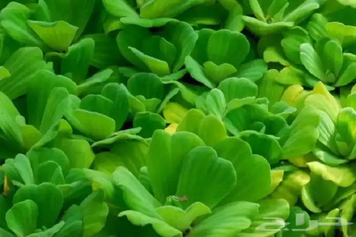 خس الماء نبات طافي 0