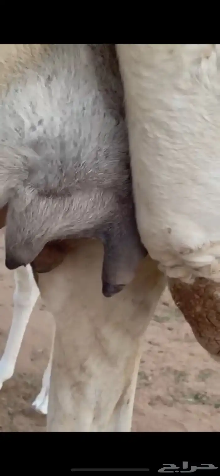 ضرايب للبيع او البدل 3