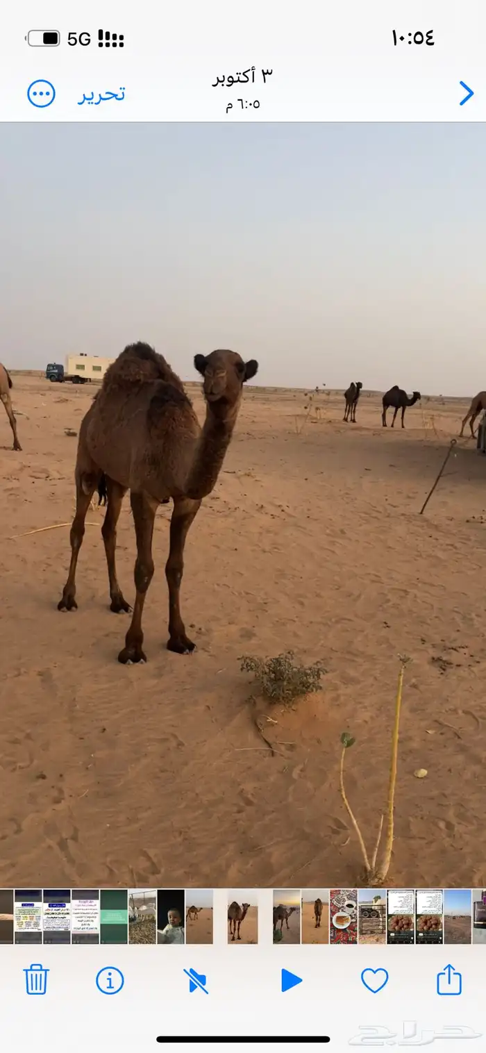 الموقع غرب الجمش 1
