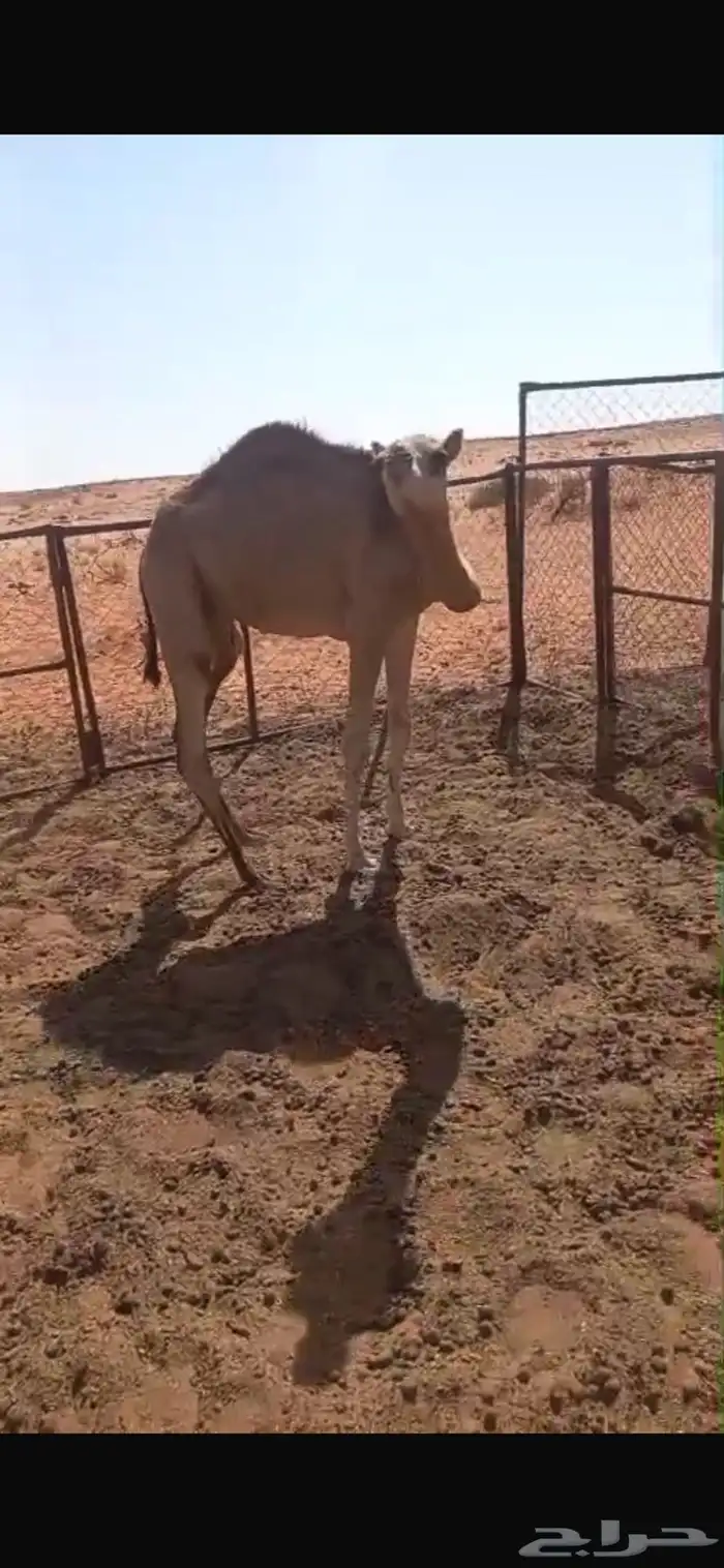 قعود للبيع 1