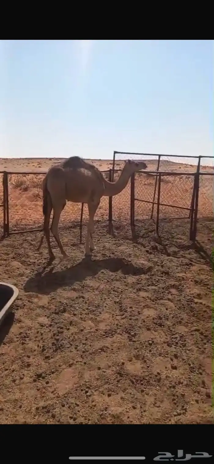قعود للبيع 2
