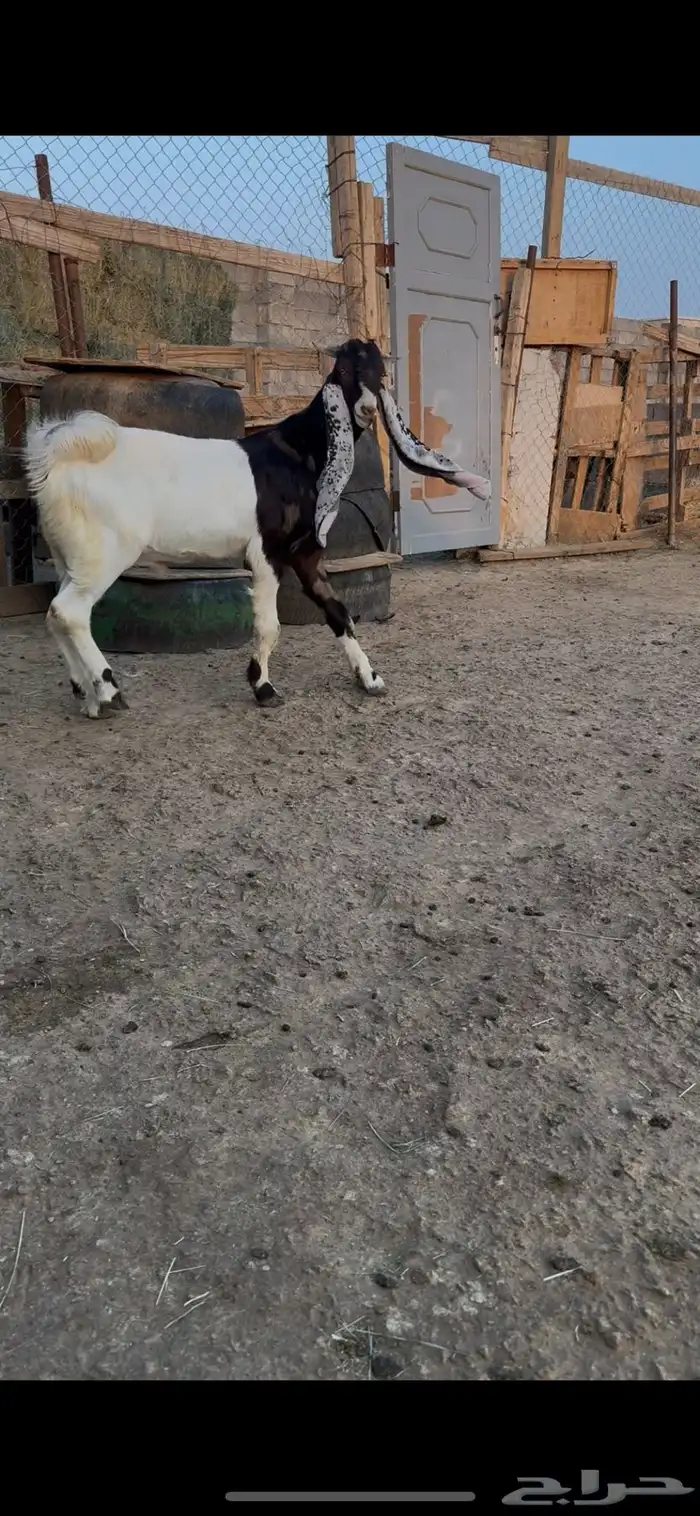 تيس هولندي 2