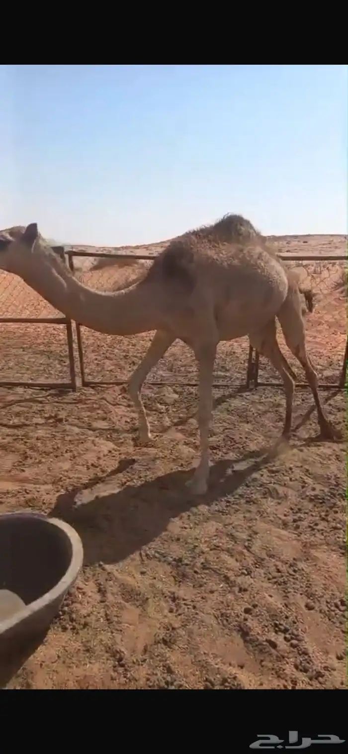 قعود للبيع 0