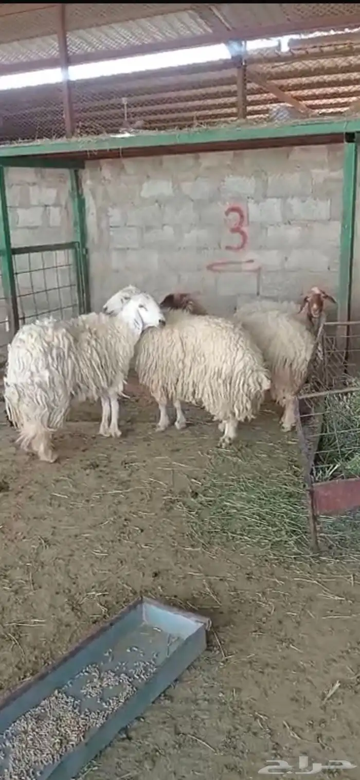 شياه جرووم وحده دافع 0