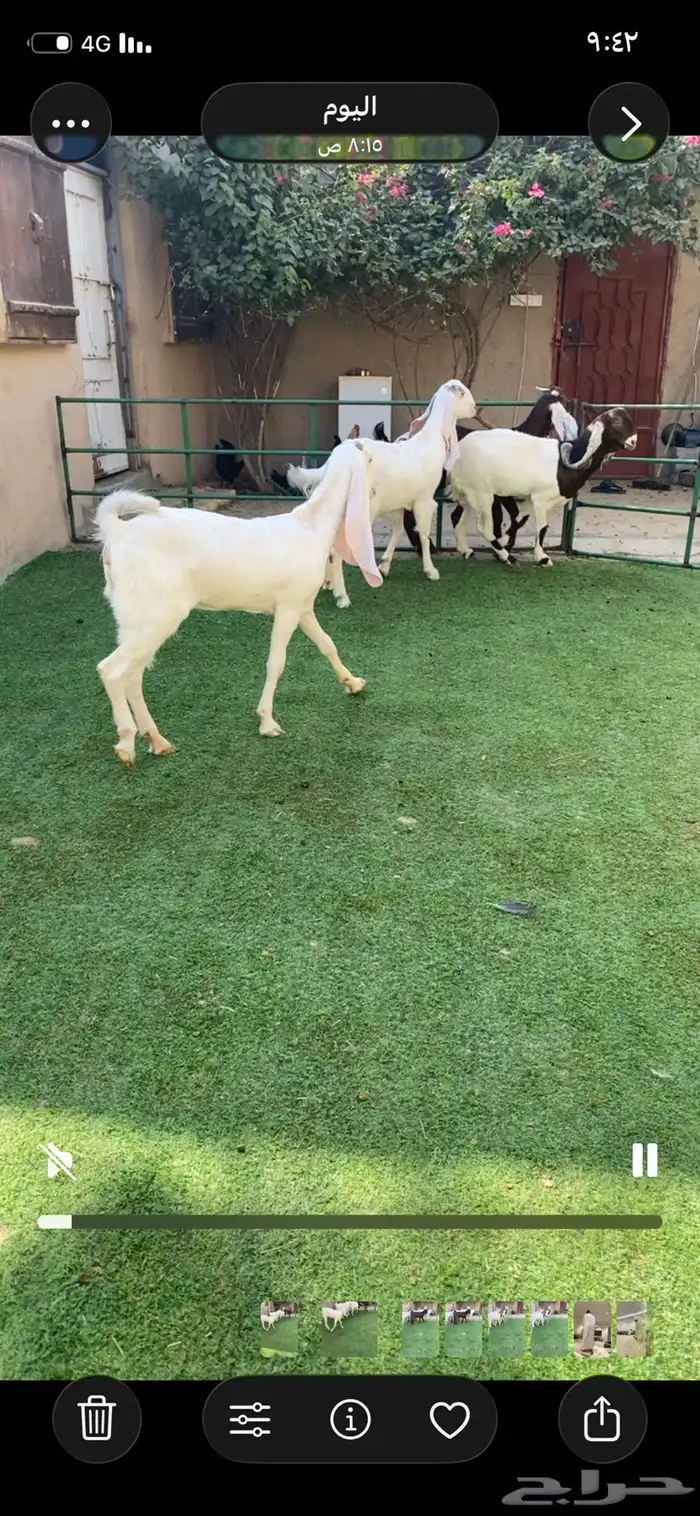 العدد 4 جذعات ملاقيه الفحل 0