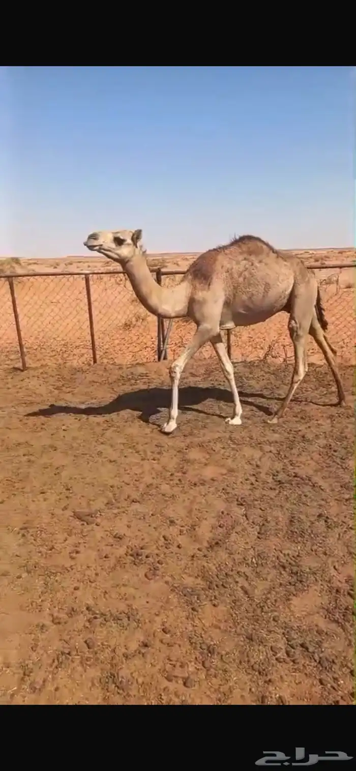 قعود للبيع 3